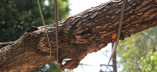 Tree fallen over power lines